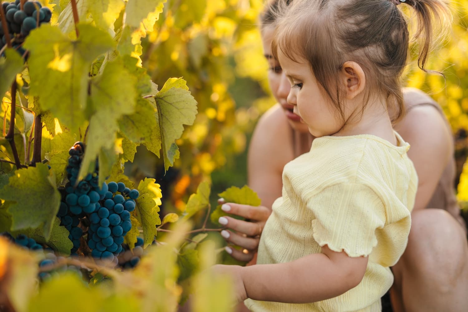 Barossa region