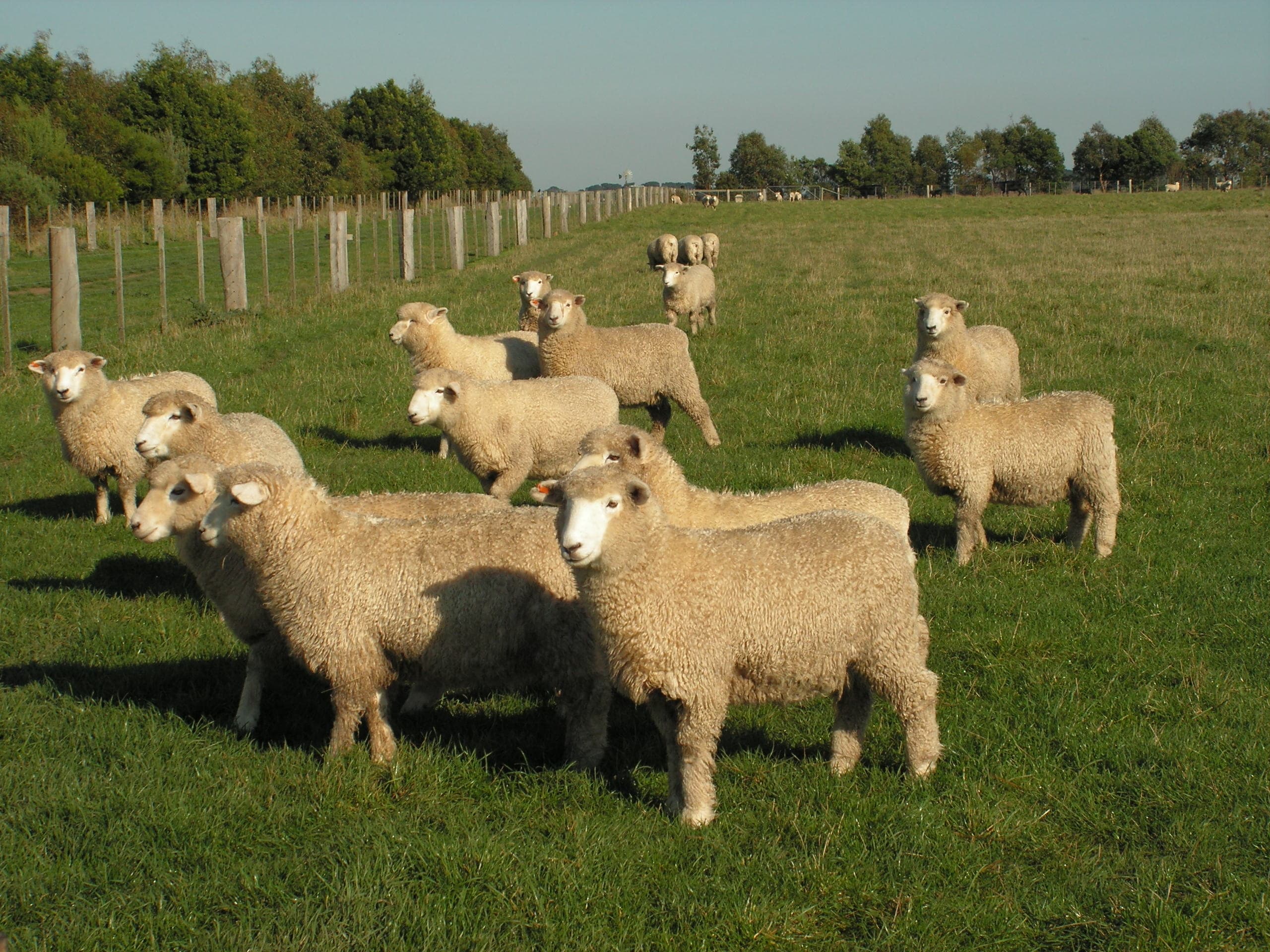 Woolsthorpe