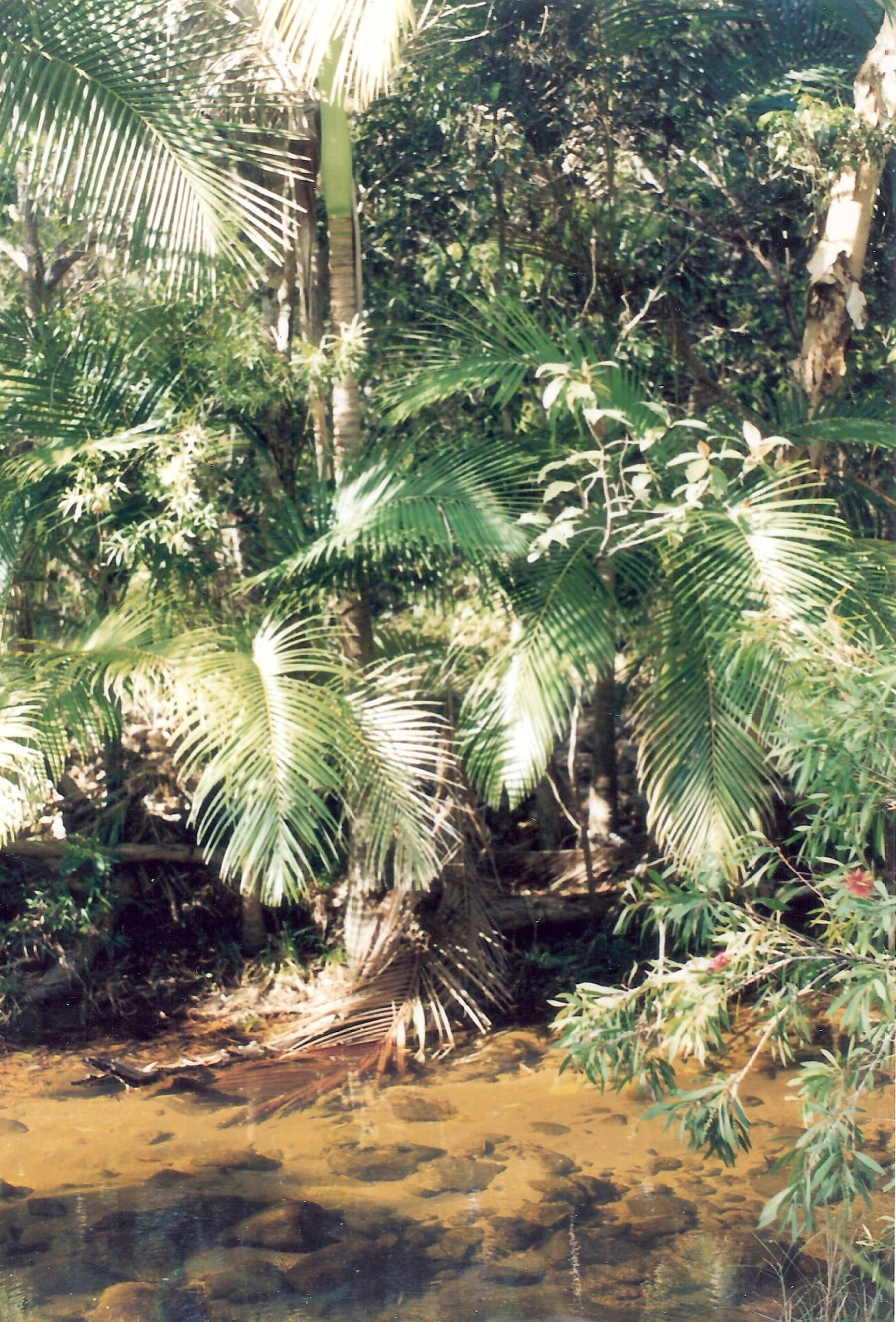 Alligator Creek